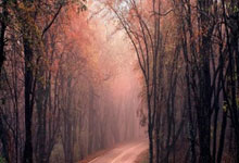 2023年女排世联赛赛程安排是怎样的？